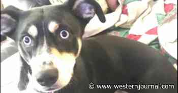 Dog Wakes Family at Midnight After Sensing Deadly Killer: Family Springs Into Action