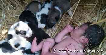 Community Discovers Abandoned Baby After Local Mother Dog Takes Care of It Like One of Her Puppies