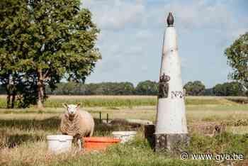 Essen beloont duurzame burgers met premie: groendaken, bloemenweides, thuisbatterijen en waterputten - Gazet van Antwerpen