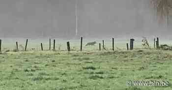 Wolf gespot in Kalmthout en Essen | Wolf in Antwerpen | hln.be - Het Laatste Nieuws