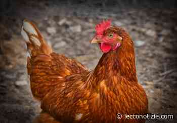 Influenza Aviaria, misure di controllo anche negli allevamenti lecchesi - Lecco Notizie
