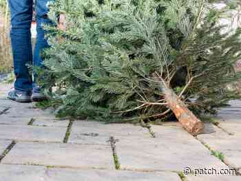 Rhode Island DEM Collecting Christmas Trees For River Habitats - Patch.com