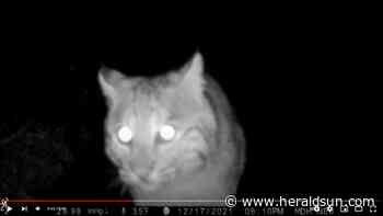 Bobcat plays with its live food ‘just like a house cat’ in Rhode Island video - Durham Herald Sun