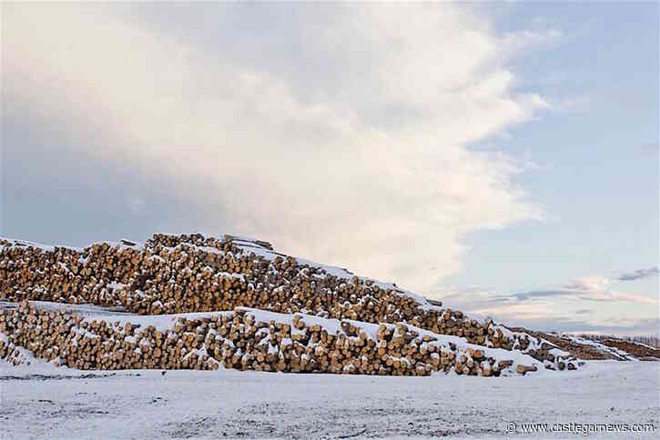 BC old-growth forest preservation plan off to a slow start for 2022 – Castlegar News - Castlegar News