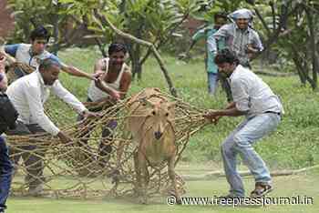 Bihar: Forest department to soon start sterilisation of Nilgais over several complaints of damages in farms - Free Press Journal