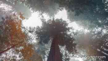 “What the Forest Remembers,” by Jennifer Egan - The New Yorker