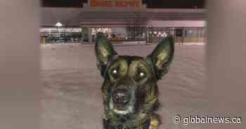 Edmonton police delete online post detailing K9 arrest: ‘The post was inappropriate’