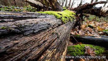 Klimawandel lässt Wald sterben: Bendorf reduziert den Hiebsatz drastisch - Rhein-Zeitung