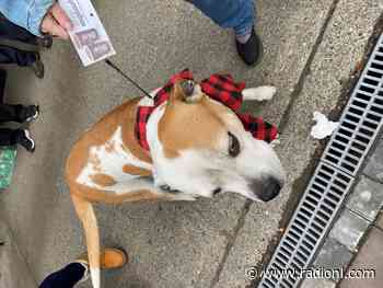 Merritt woman 'knitting up a storm' in Kamloops after losing her house twice in one year - radionl.com