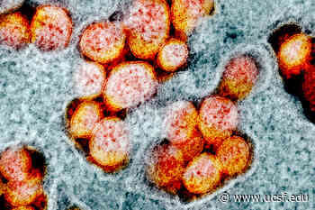 Alpha Coronavirus Variant Evolved to Evade Immune System - UCSF News Services