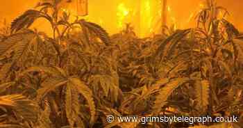 £300k of cannabis seized in Scunthorpe in less than a week - Grimsby Live