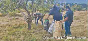 Aplican nutrientes a parcelas de Buenavista del Monte, de Cuernavaca - Diario de Morelos
