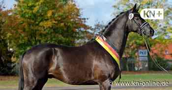 Rechtsstreit um Siegerhengst „Kaiser Milton“: Käufer muss zahlen