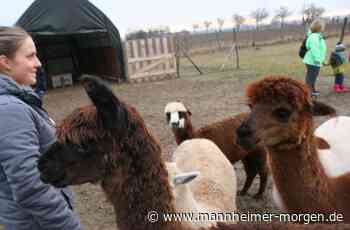 Familientreffen mit den flauschigen Alpakas in Lampertheim - Lampertheim - Nachrichten und Informationen - Mannheimer Morgen