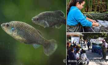 Tiny 3-inch-long Tequila fish is successfully reinstated in the wild in Mexico after 18 year absence