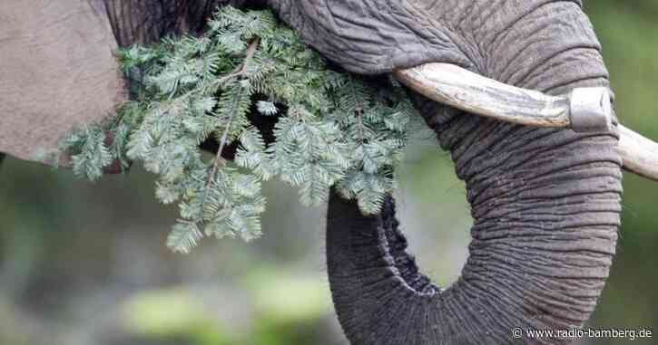 Elefanten im Zoo lassen sich Tannenbäume schmecken