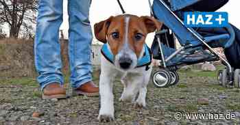 Sehnde: In der Stadt keine Pflicht für Hundesteuermarken - Hannoversche Allgemeine