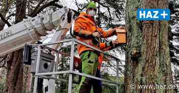 Sehnde: Meisen sollen Kastanien gegen Mottenbefall helfen - Hannoversche Allgemeine