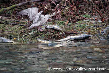 Goldstream Hatchery salmon program hit hard by 'perfect storm' – Comox Valley Record - Comox Valley Record