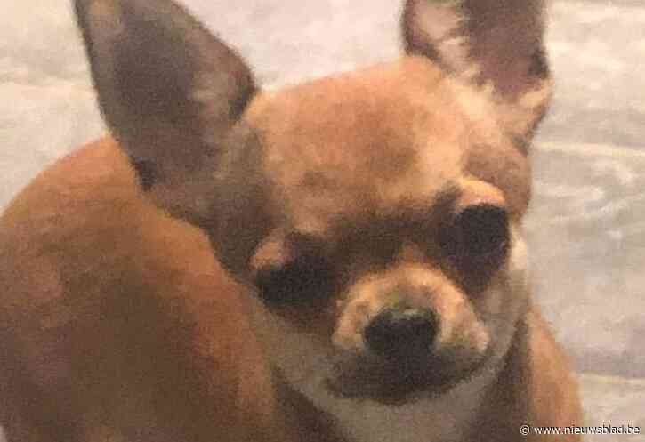 Eigenares van aangereden hondje: “Dieven hebben Roxy uit de auto gegooid en zo belandde hij onder andere wagen”