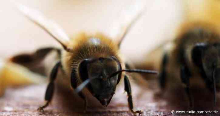 Unbekannte stehlen Bienen