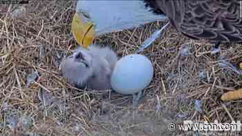 Heartwarming rare footage shows bald eagle hatching from its egg