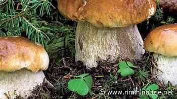Gli sportelli micologici di Cesena, Forli e Rimini ricevono su appuntamento - rimininotizie.net
