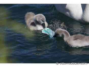 Plogging my way through the pandemic with PPE a pervasive new source of plastic pollution