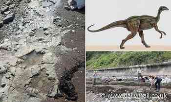 Fossils: Dinosaur footprints on Welsh beach left by long-necked sauropodomorphs