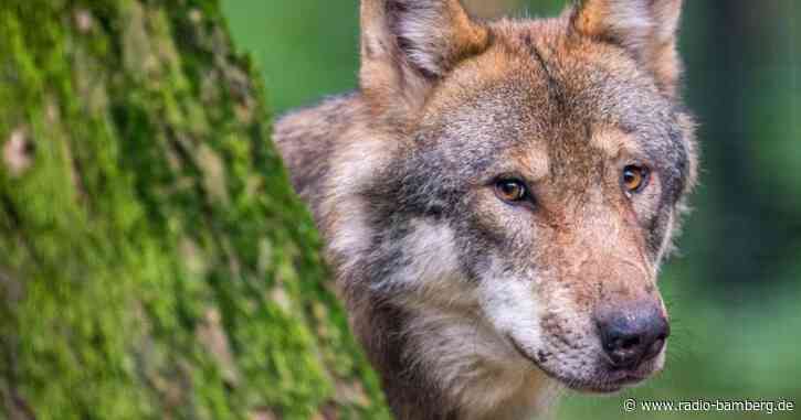 Nach Wolfsangriffen: LfU verweist auf Herdenschutz-Maßnahmen