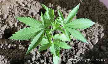 Cannabis plants absorb carcinogenic heavy metals, study says