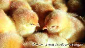 Aus fürs massenhaftes Kükentöten - Warnungen der Branche