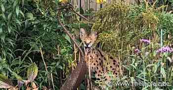 Exotische Raubkatze wohl in den Niederlanden entlaufen - Stadtlohn - Rheinpfalz.de