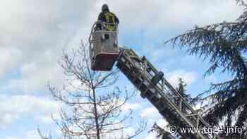 Sora – Albero sulla strada per l'ospedale, intervento dei vigili del fuoco - TG24.info
