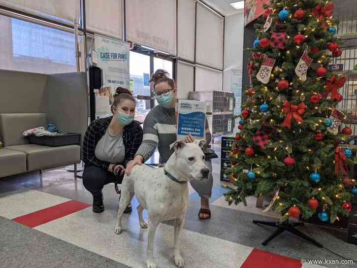 Meet Aspen, the 4-year-old Austin dog taught sign language