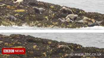 Advice issued as drone spooks resting seals