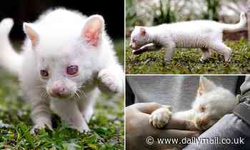 Rare albino jaguarundi cub found in Colombia is transferred to a conservation park