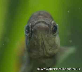 The Tequila Fish, Mexico - Akshay Gopee, Wilson's School
