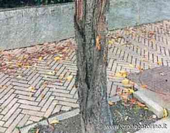Alberi tagliati crollo via Trento Orbassano, già pianificata la ripiantumazione - cronacatorino.it