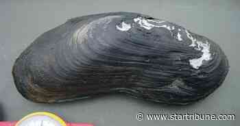 Biologists discover rare mussels in upper St. Croix River