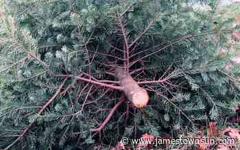 Dakota Gardener: Repurpose your live Christmas tree - Jamestown Sun