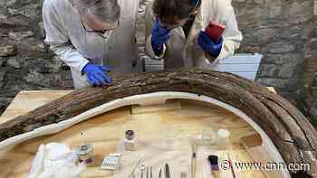 Fossil discovery of 5 mammoths along with Neanderthal tools reveals life in ice age