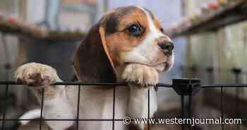 NIH Contractor Reportedly Under Federal Investigation for 'Hideous' Puppy Experiments