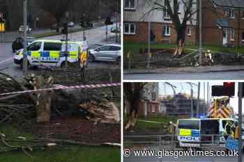 Barrhead Road: Man injured after being struck by falling tree in Glasgow - Glasgow Times