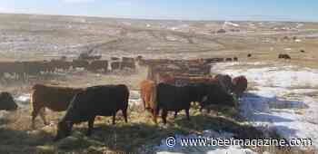 Drought-affected forages may be deficient in vitamin A