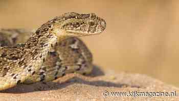 'Ik wil slangen uit het verdomhoekje halen' - Kijk