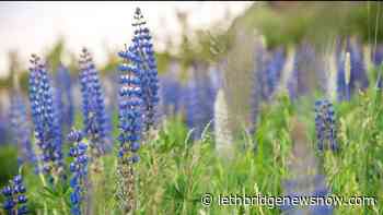 Collaborative project studies uses for lupin - Lethbridge News Now