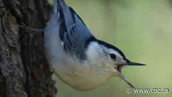 Nuthatch: the upside-down bird that moves like a wind-up toy and can handle all the cold
