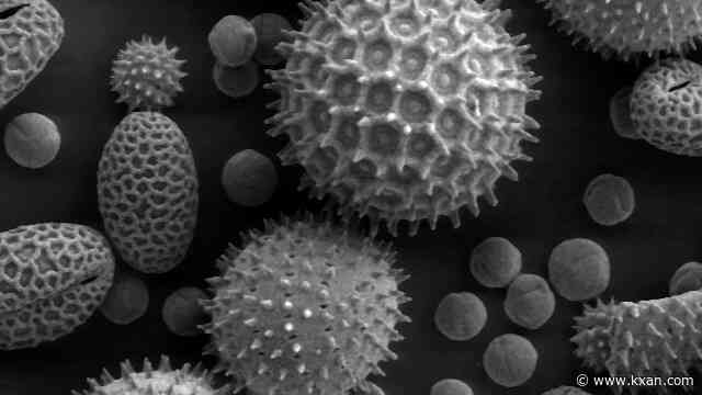 Central Texas allergy data: See what's making you sniffle and sneeze