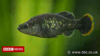 Biodiversity: The tale of the 'un-extinct' fish